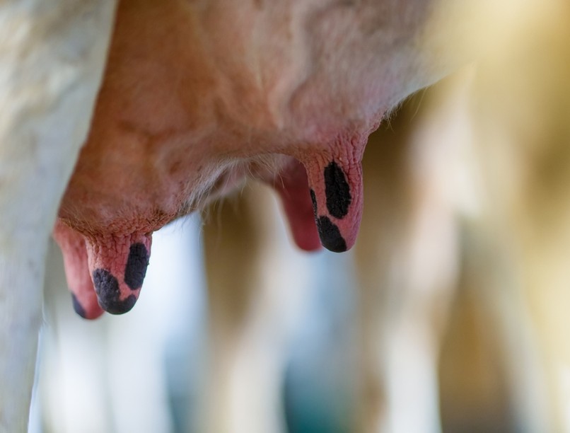 tej, tejtermékek, marhahús, rák, szklerózis multiplex, rák