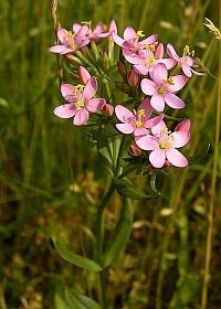 Gyógynövények – az ezerjófű