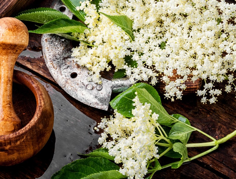 bodza, csodaelixír, segít, probléma