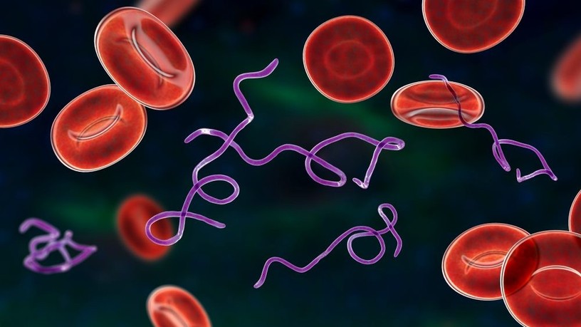 Lyme-kór, kullancscsípés, Lyme borreliosis, fertőzés, spirochéta baktérium