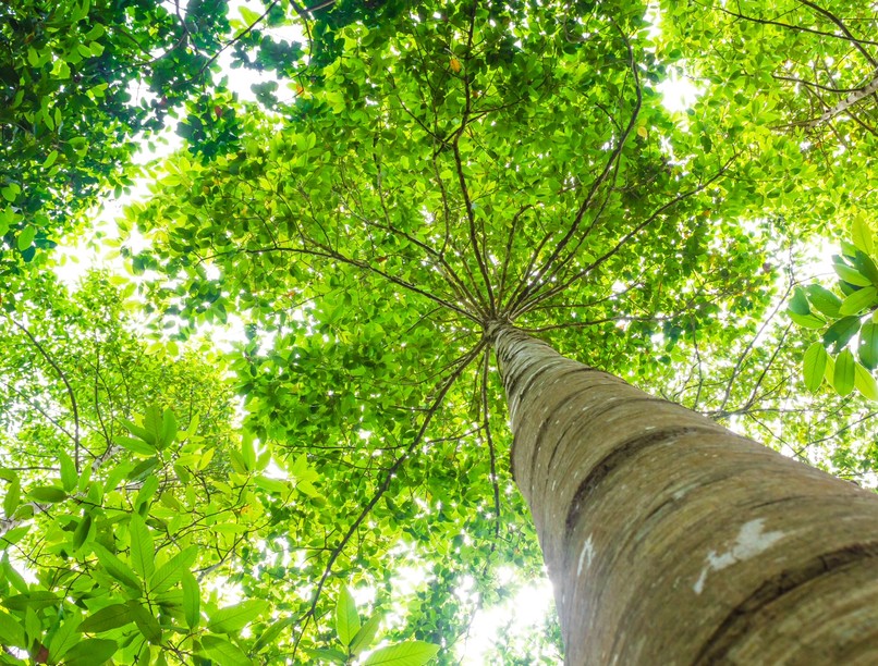 Forrás: Shutterstock