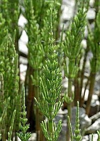 Gyógynövények - a mezei zsurló