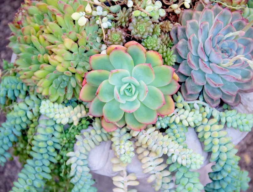 kövirózsa, hatása, szorongás, alvászavar