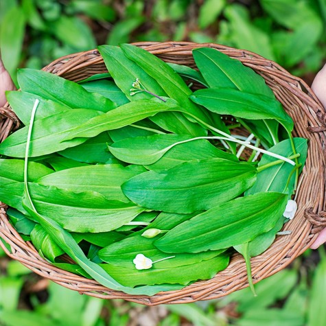 Ez a 3 másodperces ellenőrzés életet menthet medvehagyma-szedéskor című cikk nyitóképe