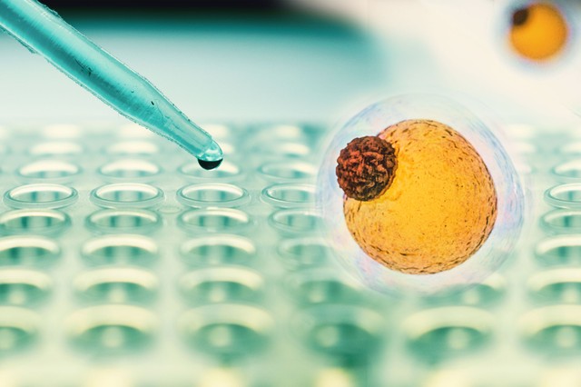 Zsírkapcsoló: megvan hogyan zabolázható meg a hízás! Tudósok azonosítottak egy epigenetikai kapcsolót, amely blokkolja a zsírsejtek kialakulását