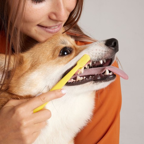 Így tarthatja egészségesen kutyája fogait – egyszerű, de hatékony módszerek című cikk nyitóképe