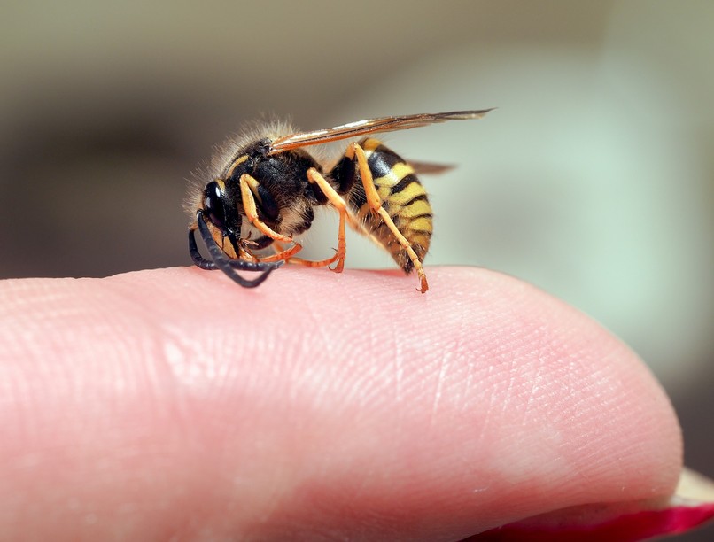 darázscsípés, méhcsípés, rovarcsípés, anafilaxias sokk tünet