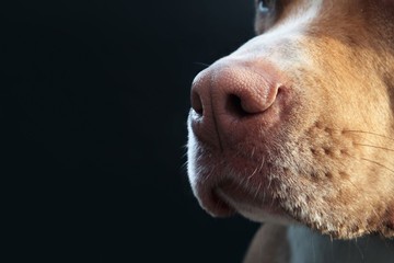 A kutyák évekkel a tünetek előtt ki tudják szimatolni a Parkinson-kórt – állítja egy friss kutatás