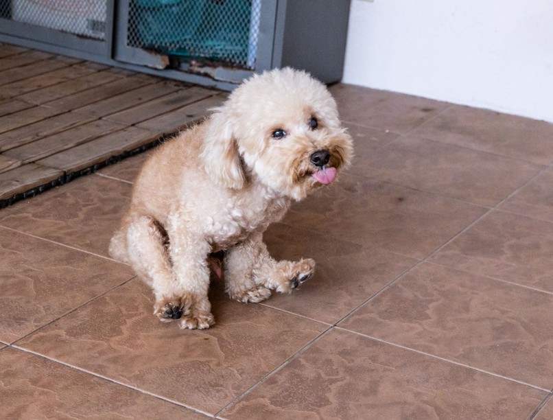 miért húzza kutya fenekét földön szánkázás