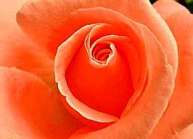 A rózsavíz - és jótékony hatásai