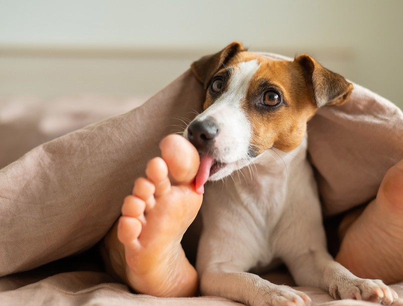 nevelés mit jelent kutya nyalogatja lábam