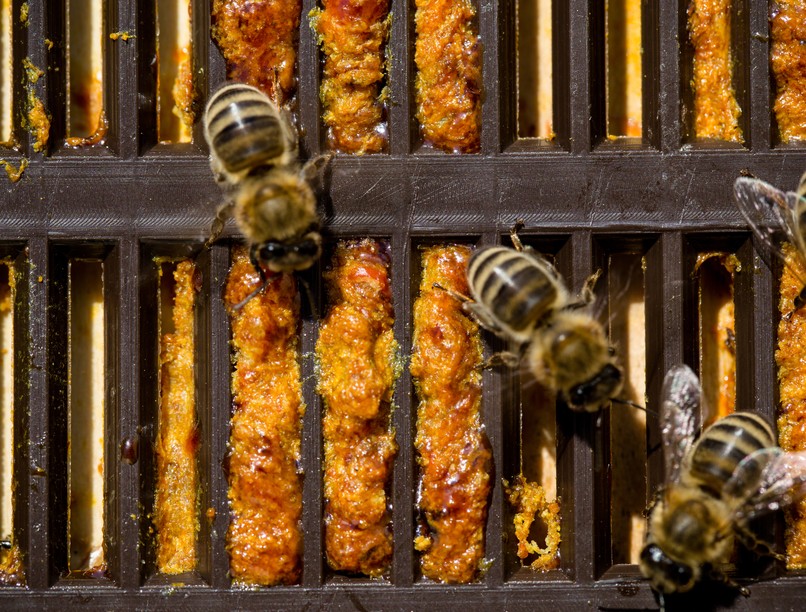 propolisz, méhszurok, ráksejt, rák, daganat, neuroblasztóma, apiterápia