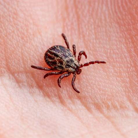 Nemcsak az erdőben élnek: ezek a helyek a kullancsok kedvencei az otthonában című cikk nyitóképe