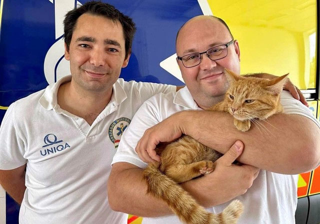 Hálásak a mentők: így került meg az elkóborolt mentőmacska