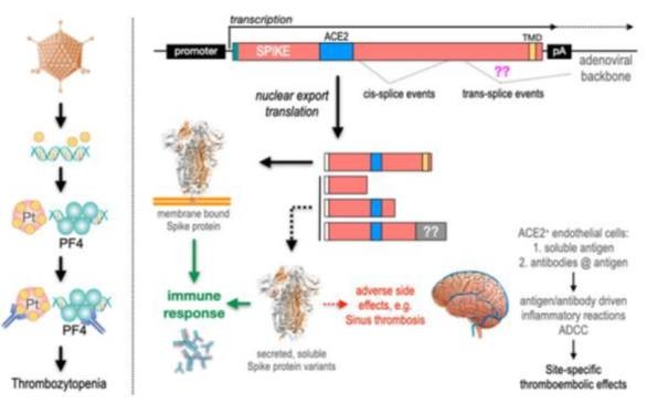 A vérrögképződés oka