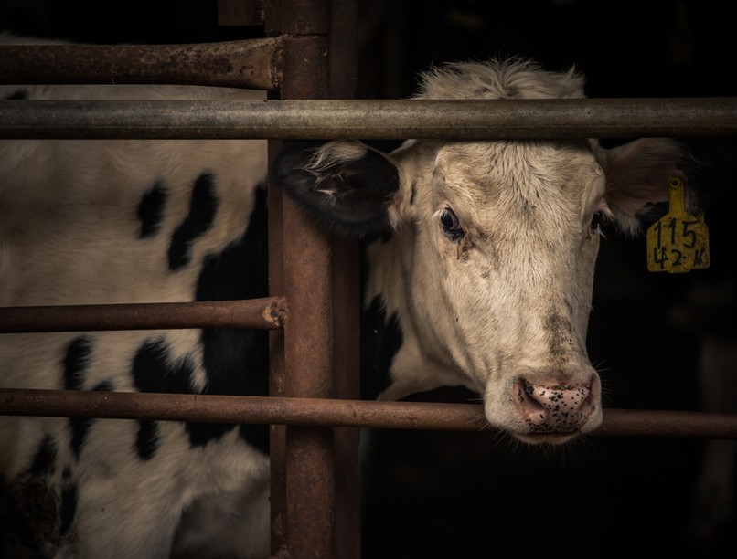 tehén, szomorú, elzárt, veganizmus