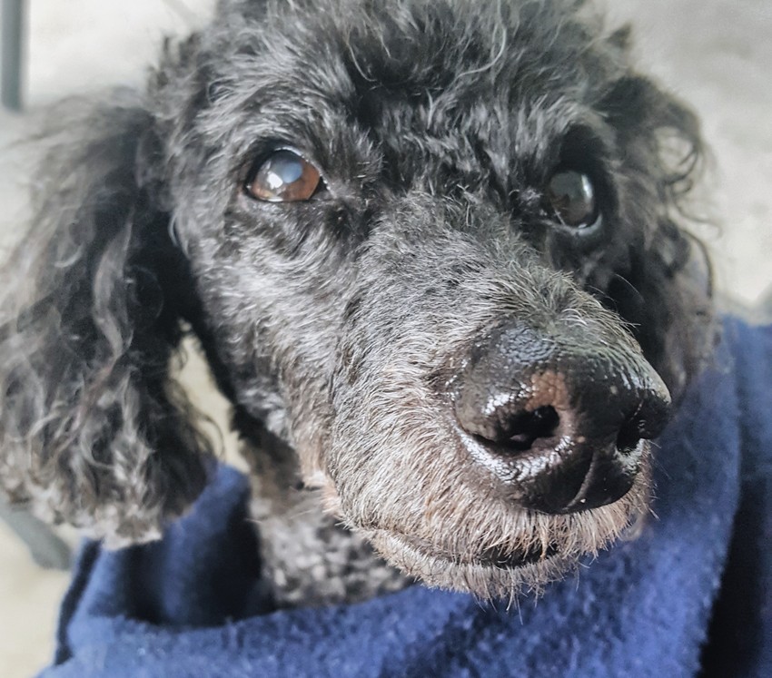 Ellátták a családot, és nem hagyták magára a rémült kutyát sem a mentősök.