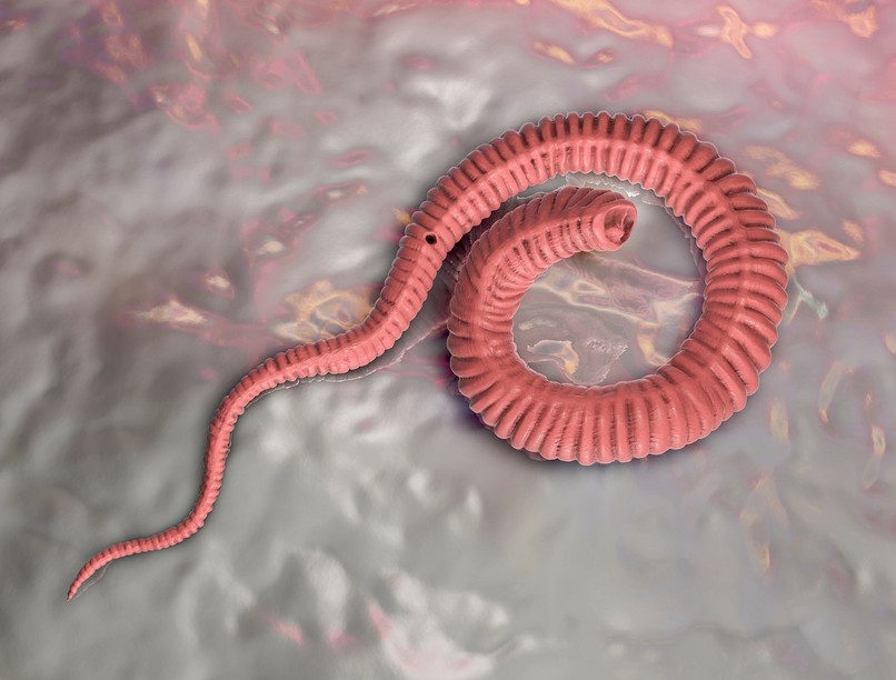 parazita féreg bőr alatt