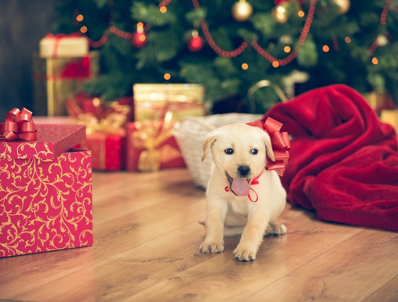 Háziállat karácsony ajándék felelősség