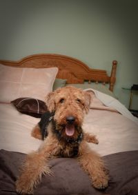 Kutyafuttában leszel fitt!