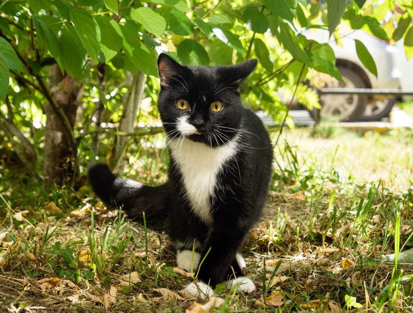 macska cica elkóborolt elveszett mikrochip ózd eger