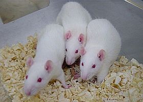 Vakcinával - a heroin ellen