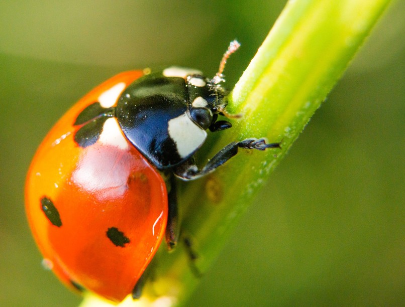 kolonoszkópia vastagbéltükrözés katicabogár