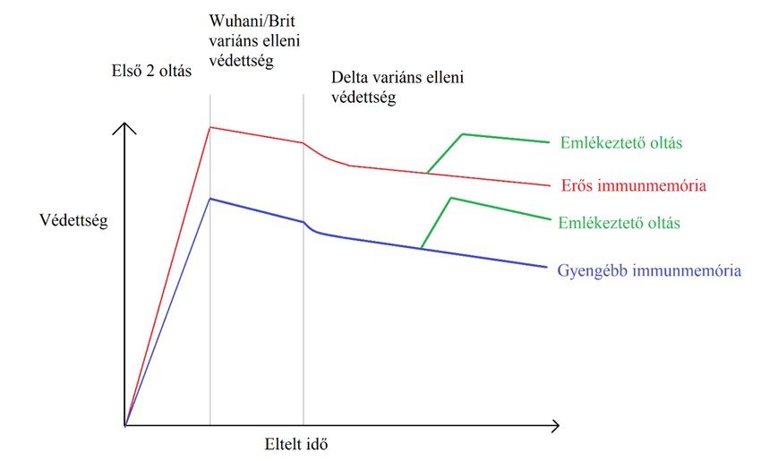 Az erős immunitással rendelkezők alapból magasabb védettséget érnek el, amely lassabban is csökken, mint a gyengébb immunitással rendelkezőké. 