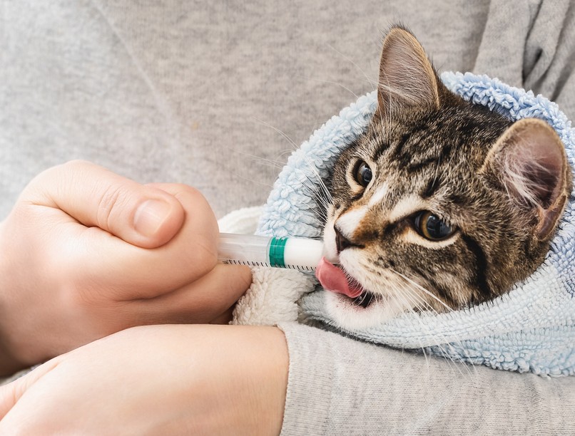 macska társállat folyékony gyógyszer beadása