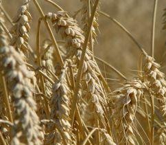 A lisztérzékenység növeli a diabétesz kockázatát