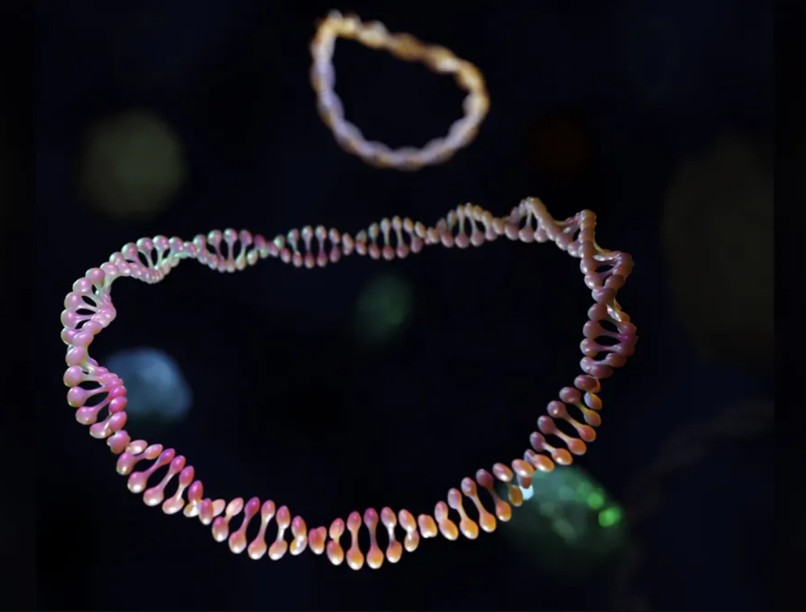 organellák autoimmun betegségek ellen kutatás exkluzóma