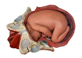 Már az anyaméhben kezdődik...