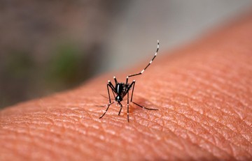 Ezért veszélyes a tigrisszúnyog csípése: ilyen tünetekre legyünk figyelmesek!