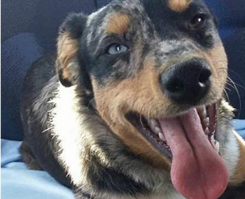 Szívszorító történet:a hűséges kutya két hónapig várt a kórház előtt imádott gazdájára