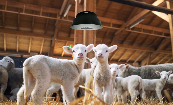 Madárinfluenza és száj- és körömfájás: Magyar légtisztító segíthet a járványmegelőzésben című cikk nyitóképe