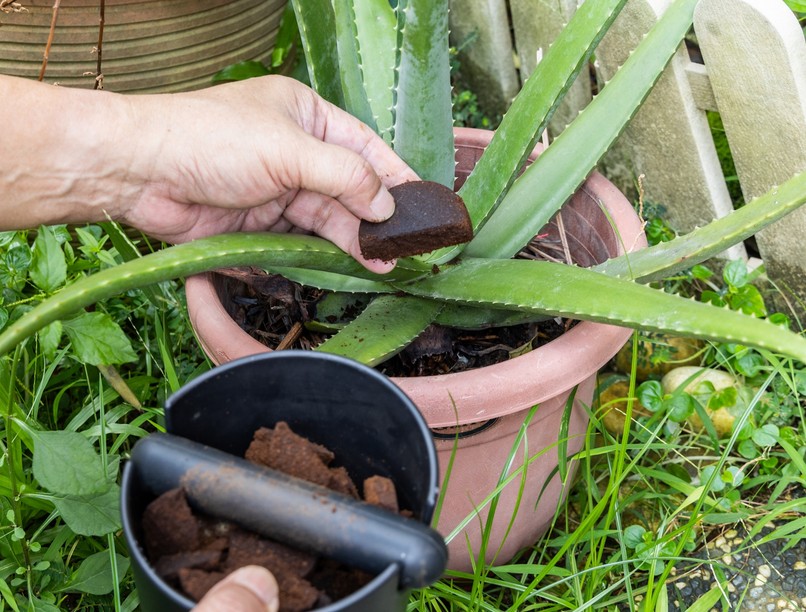 Hogyan hasznosítható újra hatékonyan kávézacc