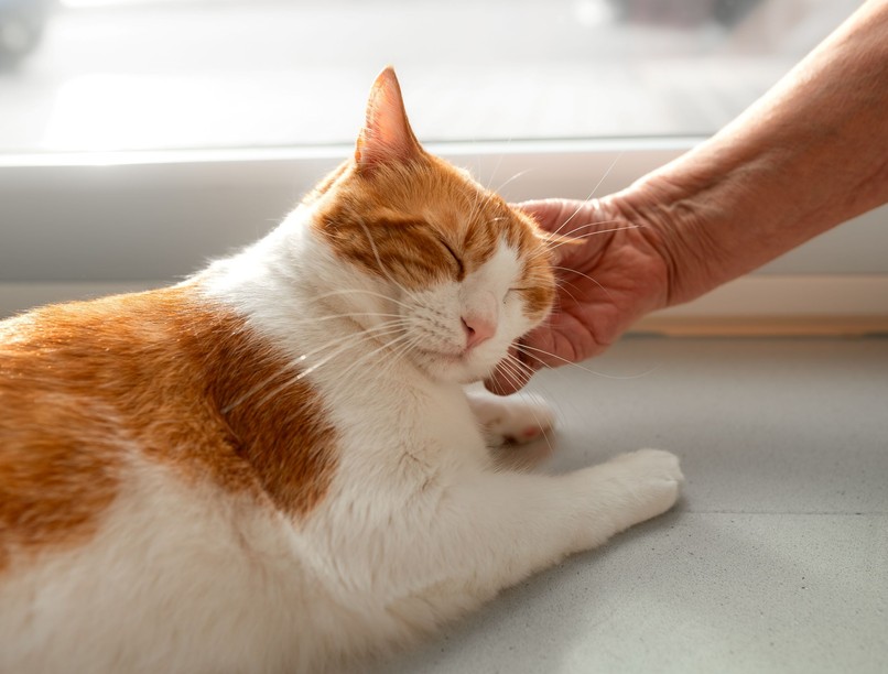 mikor idős macska gondozás