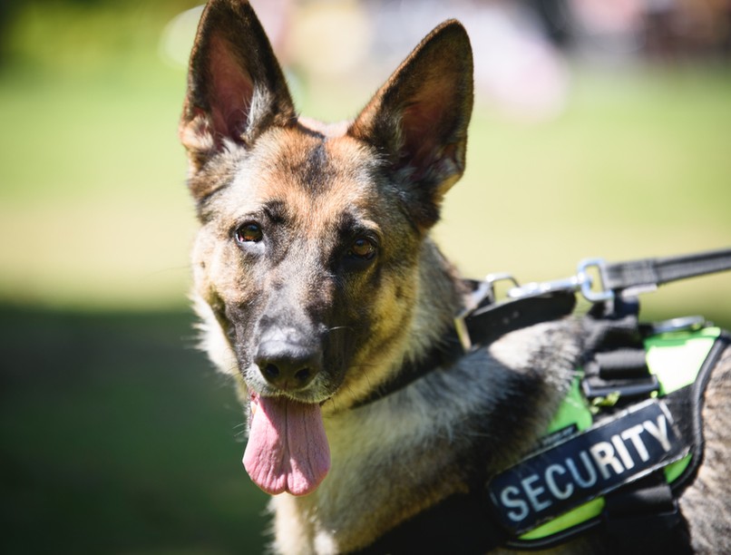 koronavírus, covid, kutya, pcr-teszt