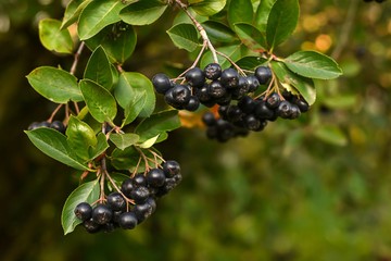 Lekvárként és gyümölcsléként is fogyaszthatja ezt a szíverősítő bogyós gyümölcsöt