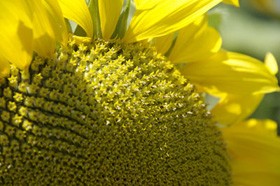 Étolajteszt: nem veszélyesek a hazai étolajak