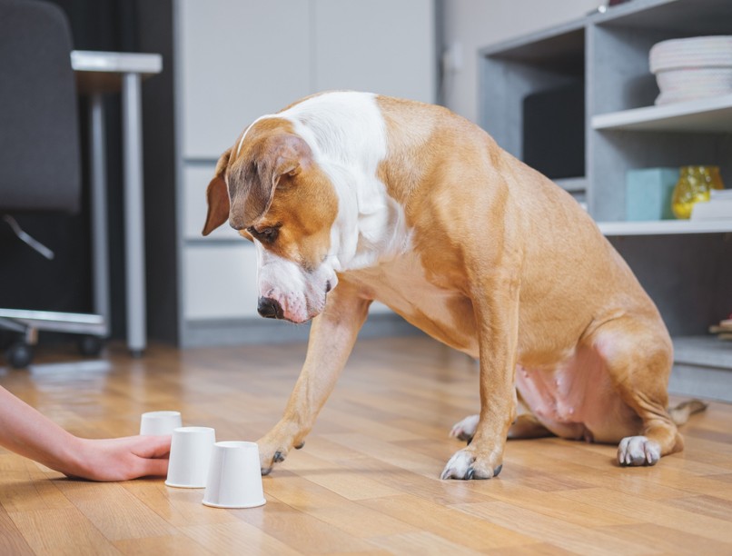 viselkedés kognitív terápia időskor kutya ELTE kutatás