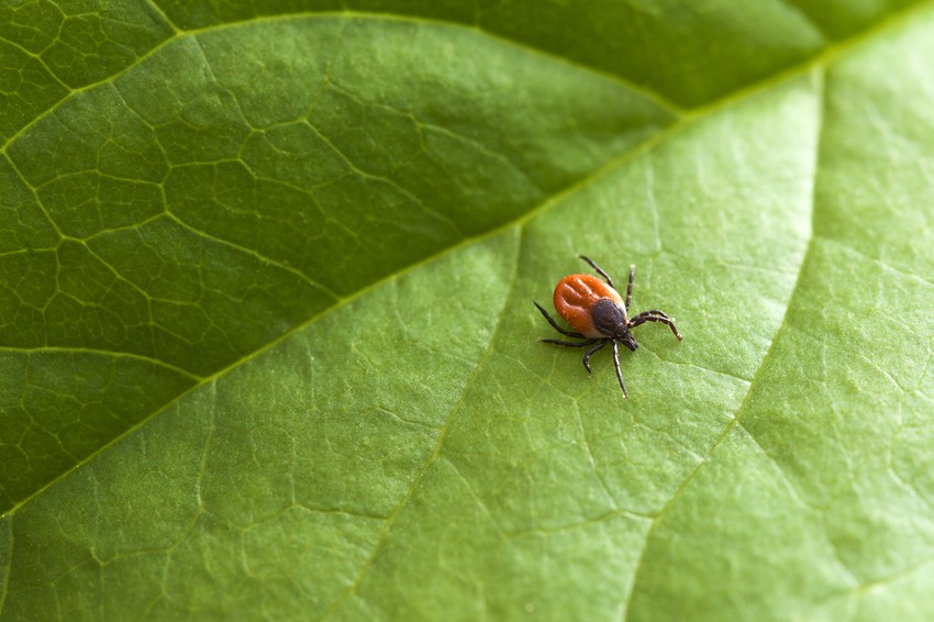 A szagos ételek megvédenek a kullancscsípéstől?