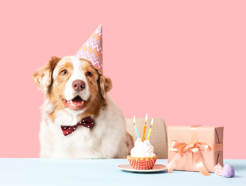 kutya életkor hány évig él kiszámít