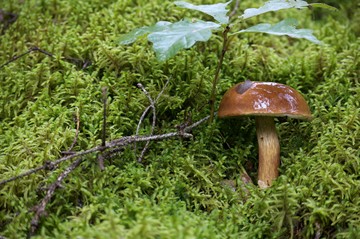 A kalapja sötétbarna, vörösbarna színű, bársonyos felületű, domború, fényes.
