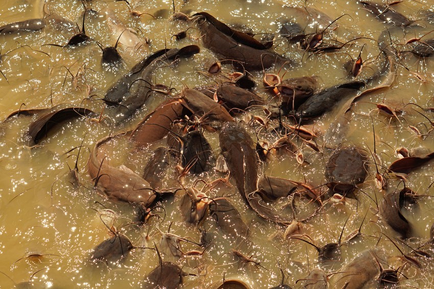 A réticsík táplálékáz az iszapban található apró élőlények, valamint korhadó növényi maradványok adják. Rendkívül kicsi biológiai igénye van. A víz oldott oxigén tartalmára teljesen közömbös,ugyanis az emésztő rendszerén keresztül is képes lélegezni.