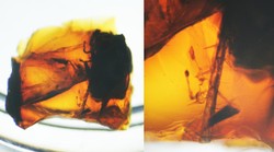 A Perspicuus csincsii-t tartalmazó borostyándarab (balra), valamint a zárvány egyik hátsó lába, felnagyítva (jobbra) (fotó Hajdu Zsófia)