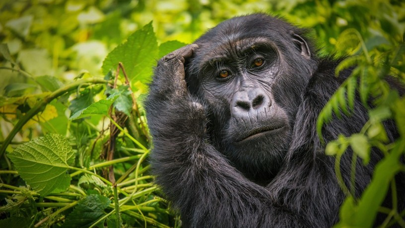 gorilla, budapest, állatkert, őssejtterápia