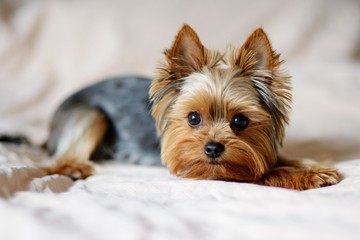 Yorkshire terrier