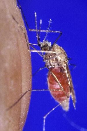 A napfényes egzotikus országok árnyoldalairól