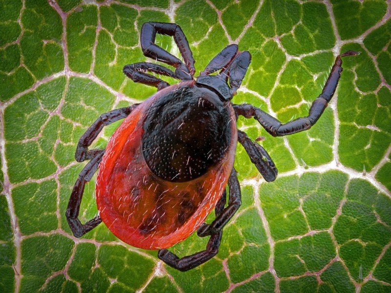 Ilyen ügyes trükköt használnak ellenünk a vérszívó kullancsok